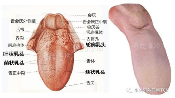 2025新澳门正版免费大全小龙女和舌根和牙龈被缝一起与舌根和牙龈被缝一起怎么办