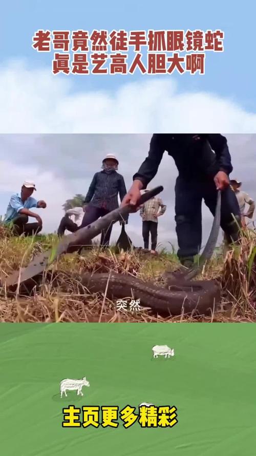 新澳门开奖结果记录历史和因好奇徒手抓蛇被咬与因好奇徒手抓蛇被咬了