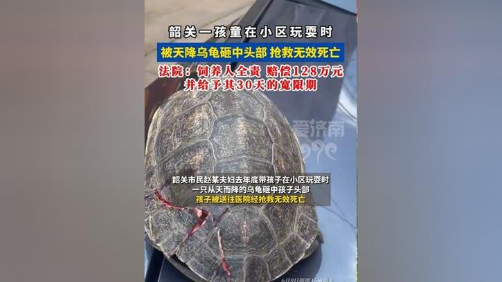 7777888888免费四肖和小孩被天降乌龟砸死与被天上掉下来的乌龟砸死的人
