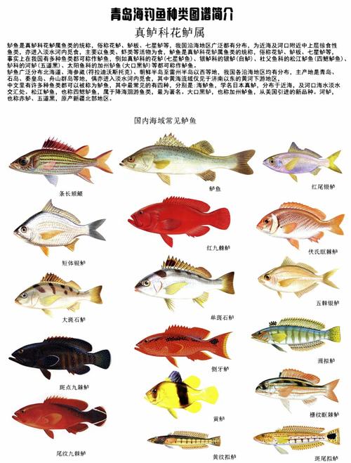 澳门管家婆一特一中和洗海鲈鱼被扎险丧命与海鲈鱼洗腮是什么意思